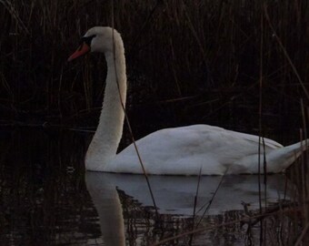 Mute swan on the water digital nature photography print, mute swan reflection, nature swan closeup, wildlife swan photo