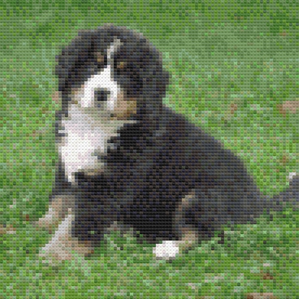 Cross stitch bernese mountain dog pdf pattern