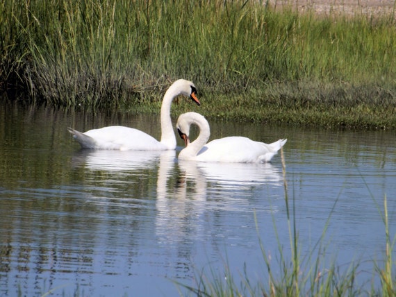 Mute swans artistic pose nature photography image print, nature and landscape, mute swans, nature, swans closeup, wildlife photos