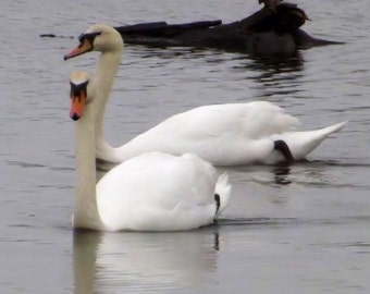 Mute swans nature and landscape photography image print