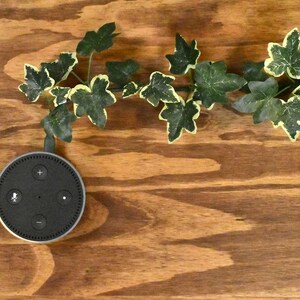 May include: A black smart speaker with a silver trim, featuring control buttons and a microphone icon, rests on a wooden surface. Green and white ivy vines are arranged above the speaker, creating a natural contrast.