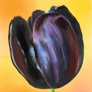 Stampa artistica di tulipani neri / Decorazione murale floreale / Stampa floreale spettacolare per soggiorno, camera da letto / Stampa Giclée 8 x 12 pollici, 12 x 16,5 pollici