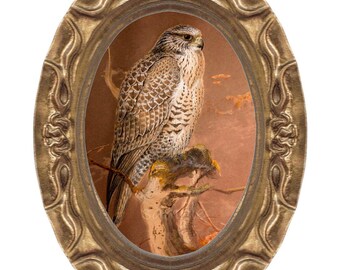 May include: A framed painting of a brown and white hawk perched on a branch. The hawk is looking to the right of the image. The background is a muted orange color.