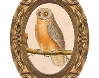 May include: An oval, antique-style framed print featuring a detailed illustration of an owl perched on a branch. The owl has orange and brown feathers, with yellow eyes. The frame is gold-colored with ornate detailing.