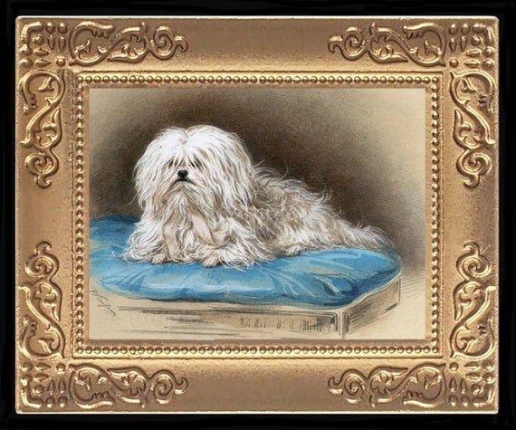 Maltese Dog Miniature Dollhouse Art Picture 8198