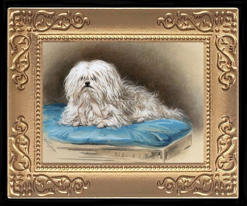 Puede incluir: Un perro blanco y esponjoso con pelo largo est&aacute; acostado en un coj&iacute;n azul. El perro est&aacute; mirando al espectador con la cabeza ligeramente inclinada hacia un lado. El perro est&aacute; en un marco dorado.