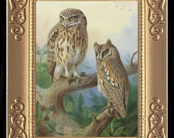 May include: A framed painting of two owls perched on a branch. The owls are brown and gray with large, yellow eyes. The background is a soft, blue and green landscape.