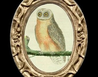 May include: A framed illustration of an owl perched on a branch. The owl has a light brown body with gray wings and yellow eyes. The frame is oval shaped and has a gold finish.