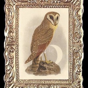 Owl Miniature Dollhouse Art Picture 6276