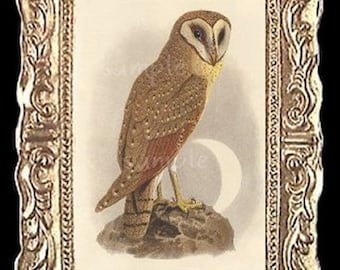 May include: A framed illustration of a brown and white owl with a crescent moon in the background.