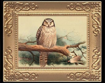 May include: A framed illustration of a snowy owl perched on a branch. The owl has white and gray feathers and yellow eyes. The background is a light green and brown.