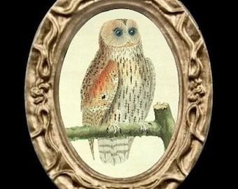 May include: A framed illustration of a brown and white owl with blue eyes perched on a branch. The frame is oval shaped and has a gold finish.
