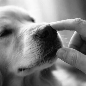 May include: Black and white close-up of a dog's nose being touched by a finger. The dog's fur is light-colored, and the nose is dark and textured. The image is in grayscale.