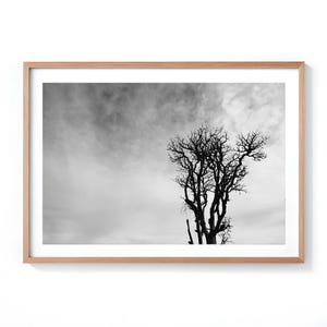 Stampa di un albero solitario in bianco e nero: paesaggio astratto dello Sri Lanka (download digitale)