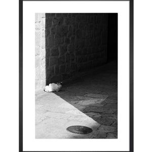 Black and White Cat Photo Print: Budva Street Photography (Digital Download)