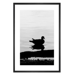Black and White Duck Photography: Wildlife Wall Art Print (Digital Download)