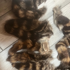 Tanned Raccoon Tails