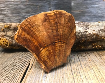 Wood/ Wooden Barrette/ Hairclip: Stabilized AAAAA Gallery Grade Cherry, Scallop crotch burl, (Medium)