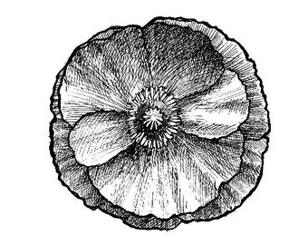 Poppy flower, line drawing for coloring or clip art
