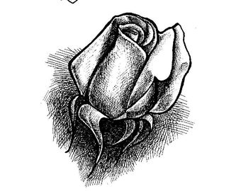 Rose, bud and bloom, line drawing for coloring or clip art