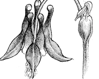 Columbine flower, line drawing for coloring or clip art