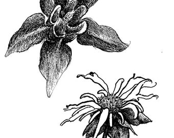 Columbine and Monarda flowers, line drawing for coloring or clip art
