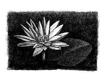 Night Waterlily, line drawing for coloring or clip art