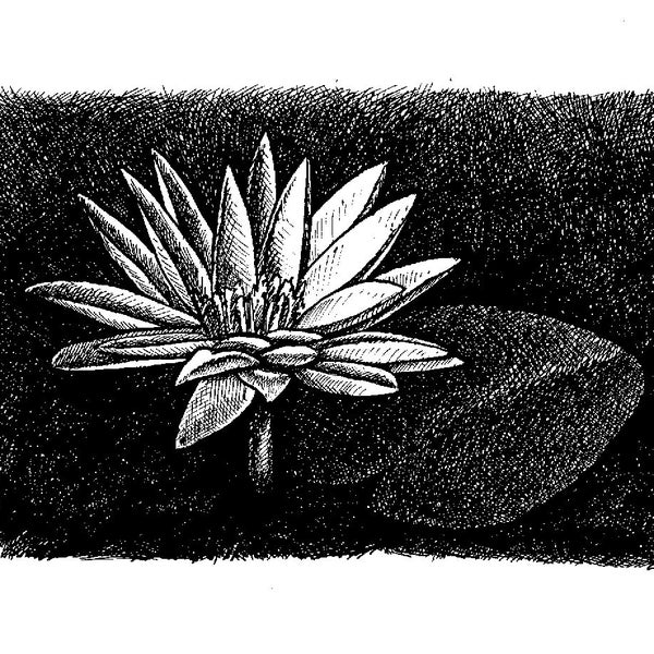 Night Waterlily, line drawing for coloring or clip art