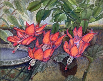 SCHLUMBERGERA original Easter Cactus colored charcoal drawing