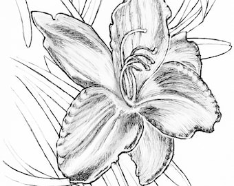 DAYLILY digital download for coloring or clip art