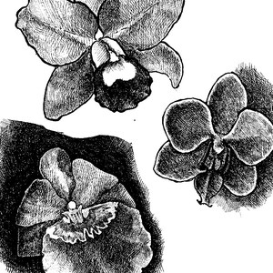 Orchid Flowers, dessin au trait pour coloriage ou clip art
