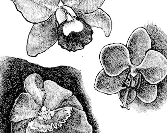Orchid Flowers, line drawing for coloring or clip art