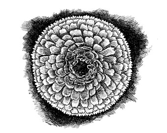 Calendula flower, line drawing for coloring or clip art