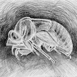 CICADA HUSK digital download for coloring or clipart