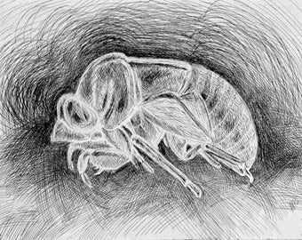 CICADA HUSK digital download for coloring or clipart