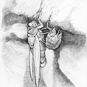 CICADA EMERGING digital download for coloring or clipart