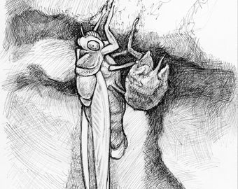 CICADA EMERGING digital download for coloring or clipart