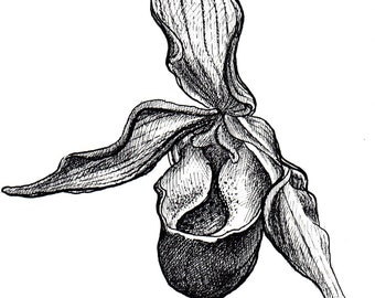 Paphiopedilium, orchid flower, line drawing for coloring or clip art