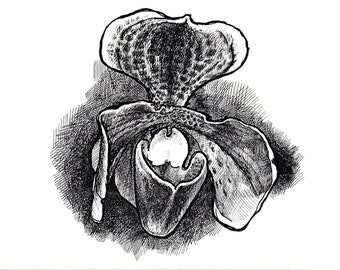 Paphiopedilium 2, orchid flower, line drawing for coloring or clip art