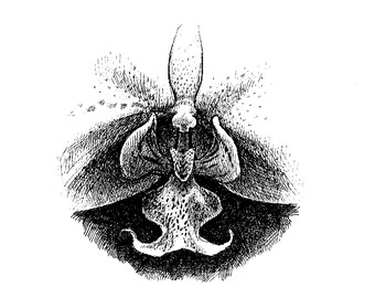 Phalaenopsis detail, orchid flower, line drawing for coloring or clip art