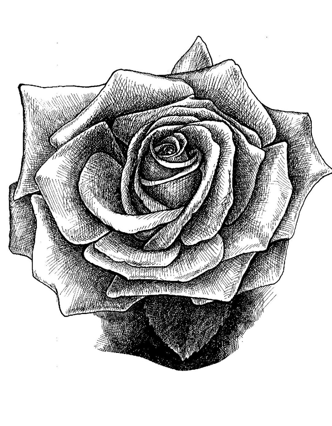 Rose in Full Bloom, Line Drawing for Coloring or Clip Art - Etsy