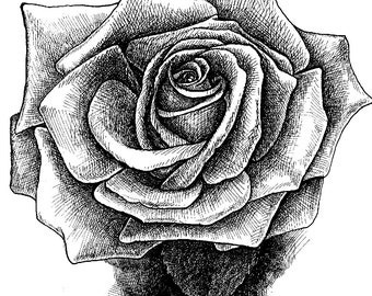 Rose in full bloom, line drawing for coloring or clip art