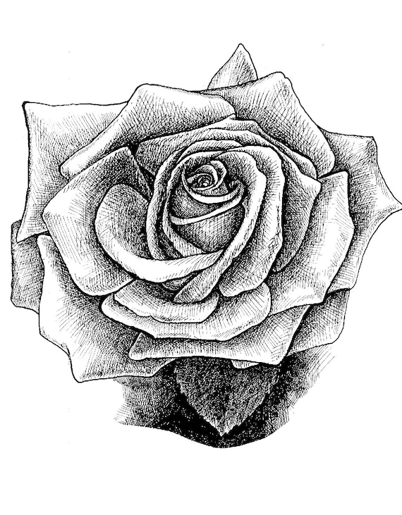 Roses Tumblr Drawing