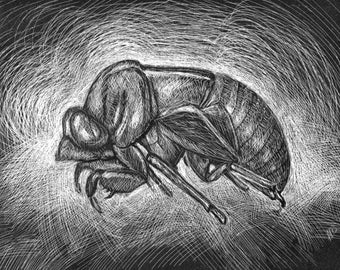 CICADA HUSK 2 - digital download for coloring or clipart