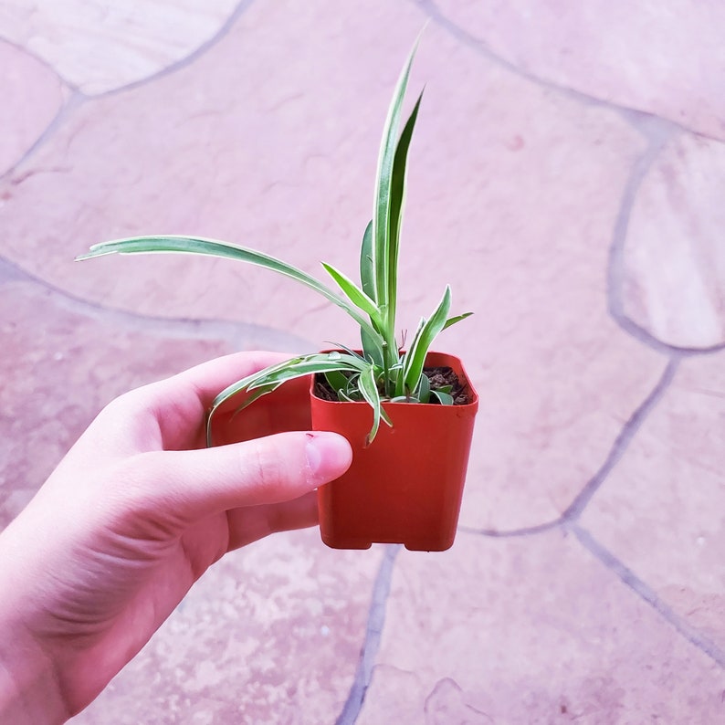 Rooted Spider Plant Pup Easy Plant Beginner Gardening Fast Etsy