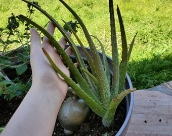 5 Live Arizona Aloe Vera Aloe Plants with Roots – Organic Aloe Cuttings, Healing Succulent Bundle – Free Shipping USA