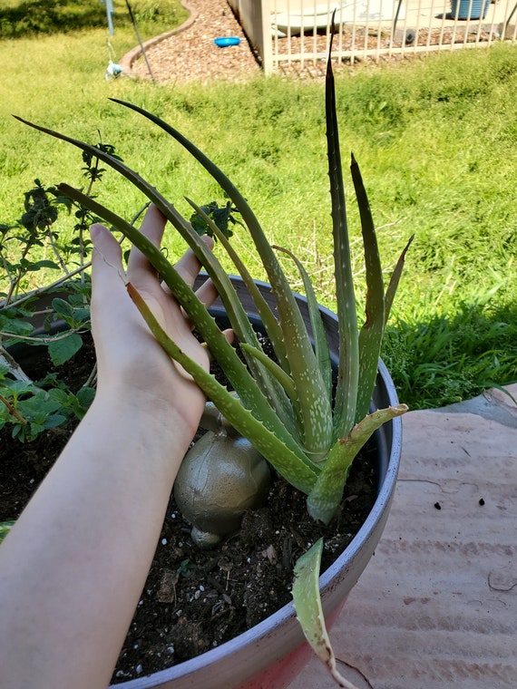 anthurium magnificum x Anthurium (crystallinum x magnificum) x (crystallinum x magnificum)