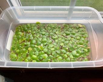 Best Price ~ FROGBIT ~ Aquarium Plant ~ Enough for a 5 Gallon!