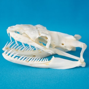 May include: A close-up of a snake skull, showcasing its intricate bone structure and sharp teeth. The skull is off-white, set against a vibrant blue background. The open jaws reveal rows of pointed teeth, highlighting the predatory nature of the reptile.