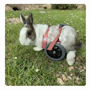 Può includere: Un coniglio bianco e grigio con un'imbracatura rosa e un piccolo apparecchio a ruote nero. Il coniglio è su un prato erboso con piccoli fiori bianchi.